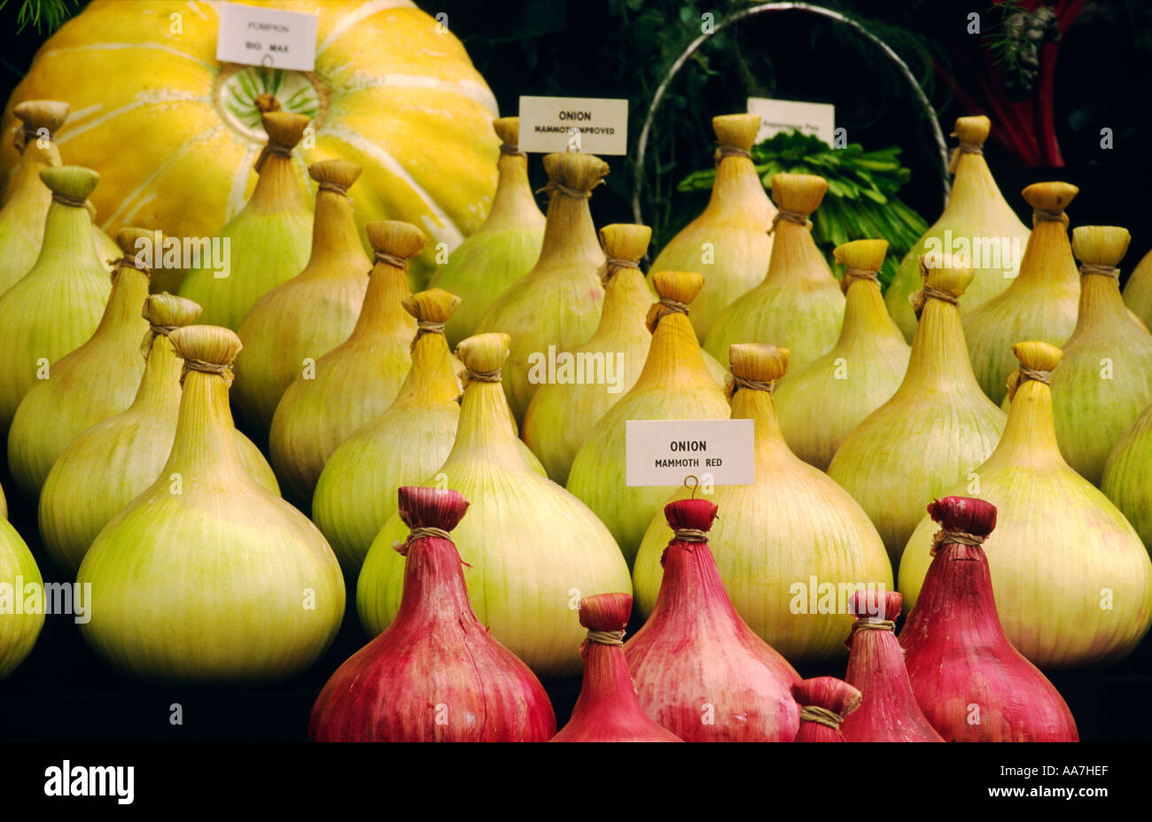 Home grown organic onions produce on display at the annual Flower Show in the market town of Shrewsbury, Shropshire, England. Stock Photo
