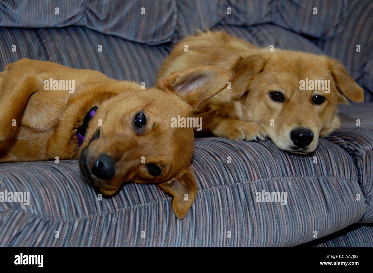 Dogs Playing On Couch Australian Cattle Dog Mix Chester Riley Golden Stock Photo Alamy