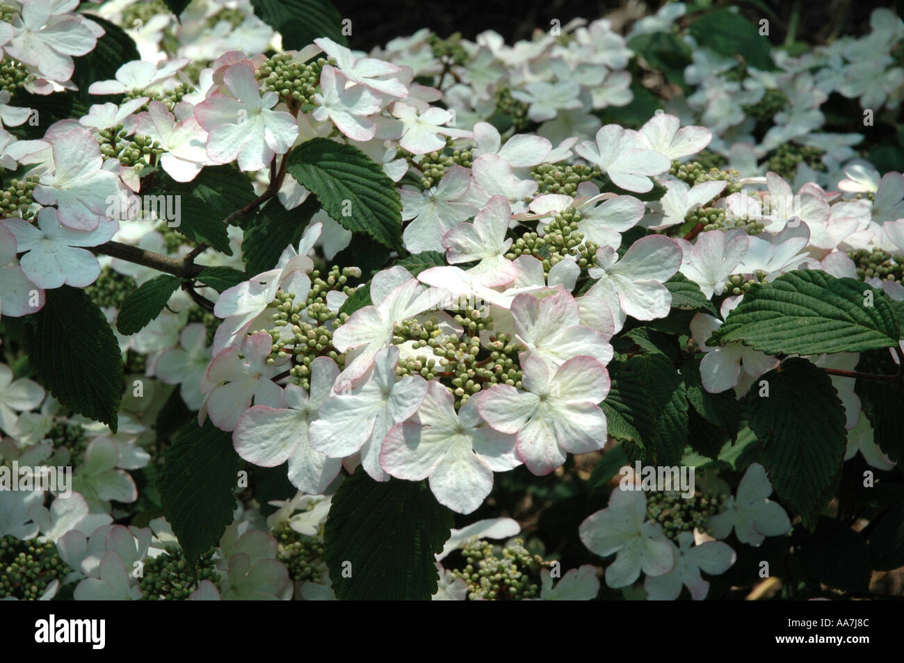 Viburnum plicatum Pink Beauty Stock Photo Alamy