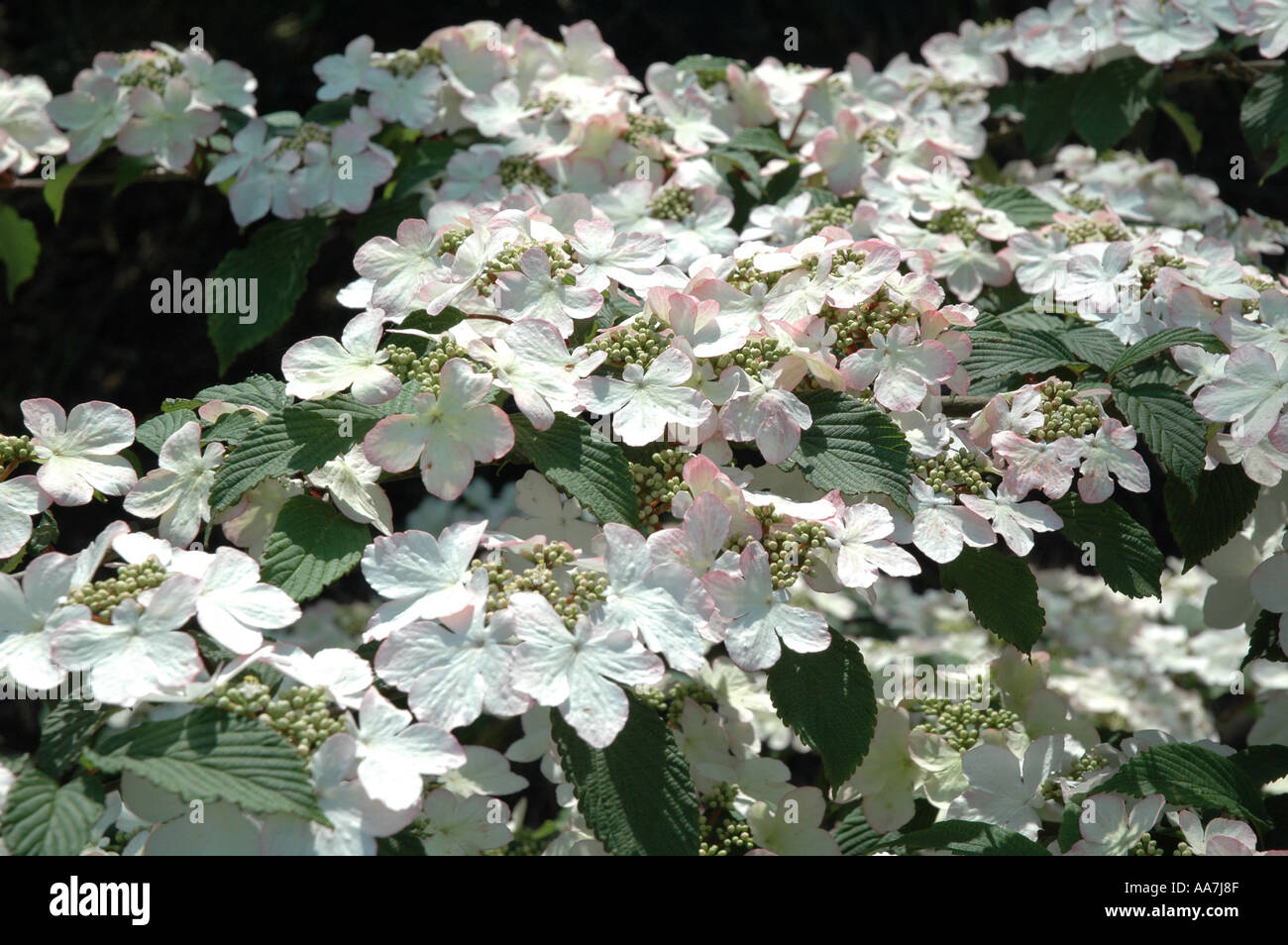 Viburnum plicatum Pink Beauty Stock Photo Alamy