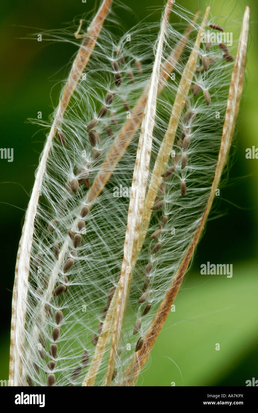 Broad-leaved Willowherb Epilobium montanum seedhead, Wales, UK Stock Photo