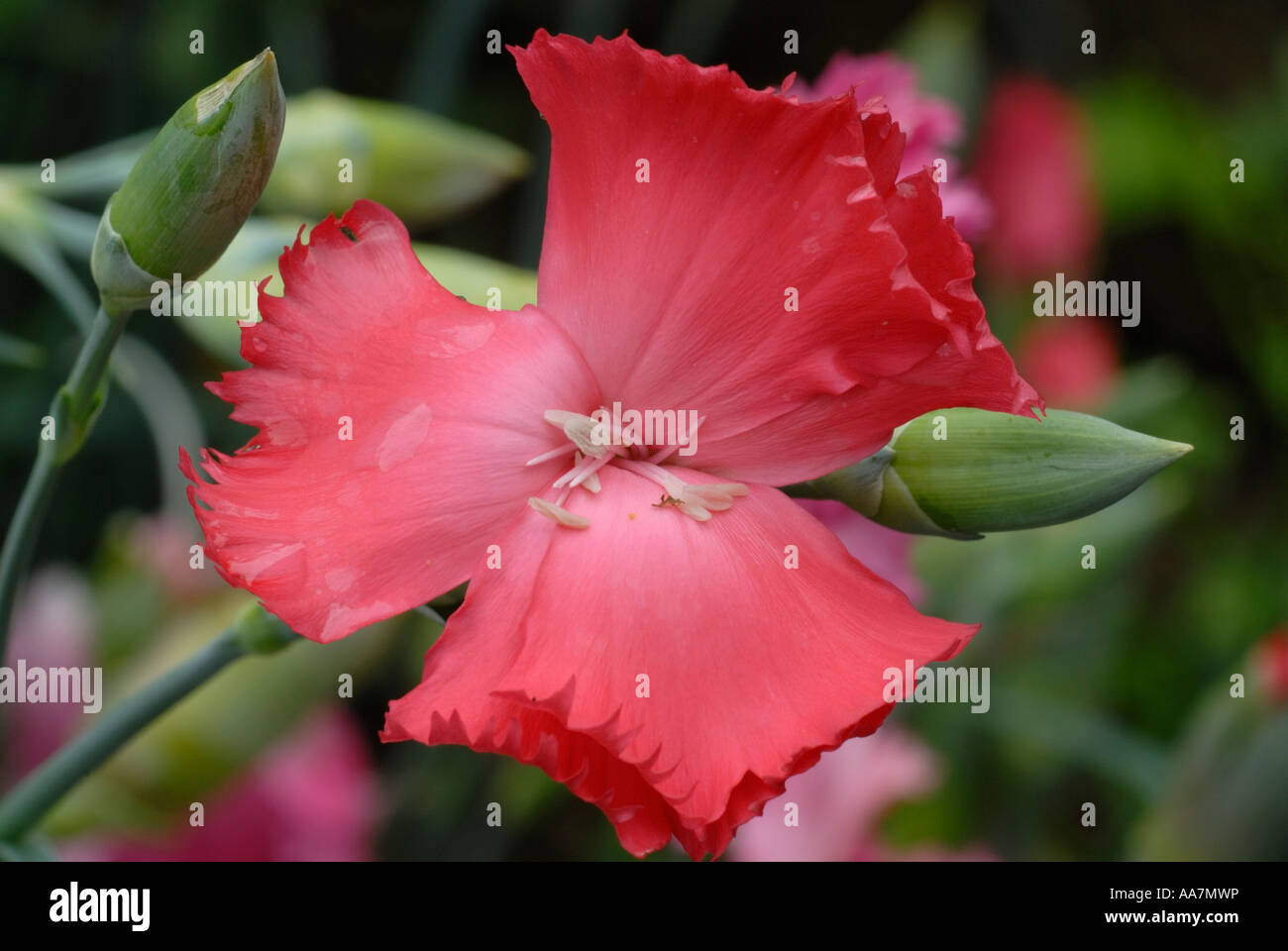 Clove Pink flower Dianthus caryophyllus Stock Photo