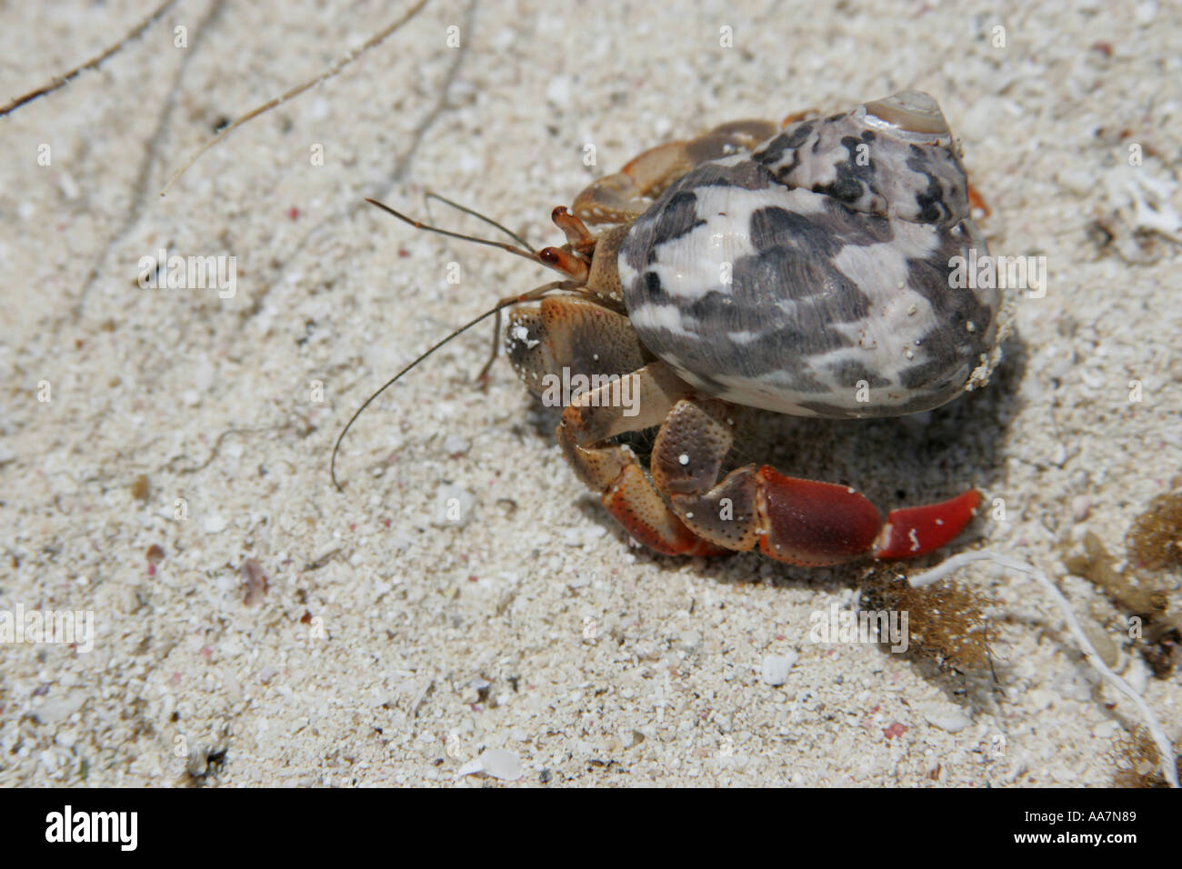 North sea hermit crab hi-res stock photography and images - Alamy