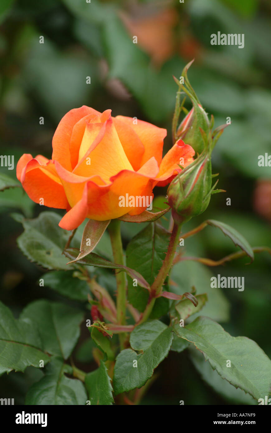 Dawn chorus rose blossom Greenwich Royal Parks Rose Garden Stock Photo