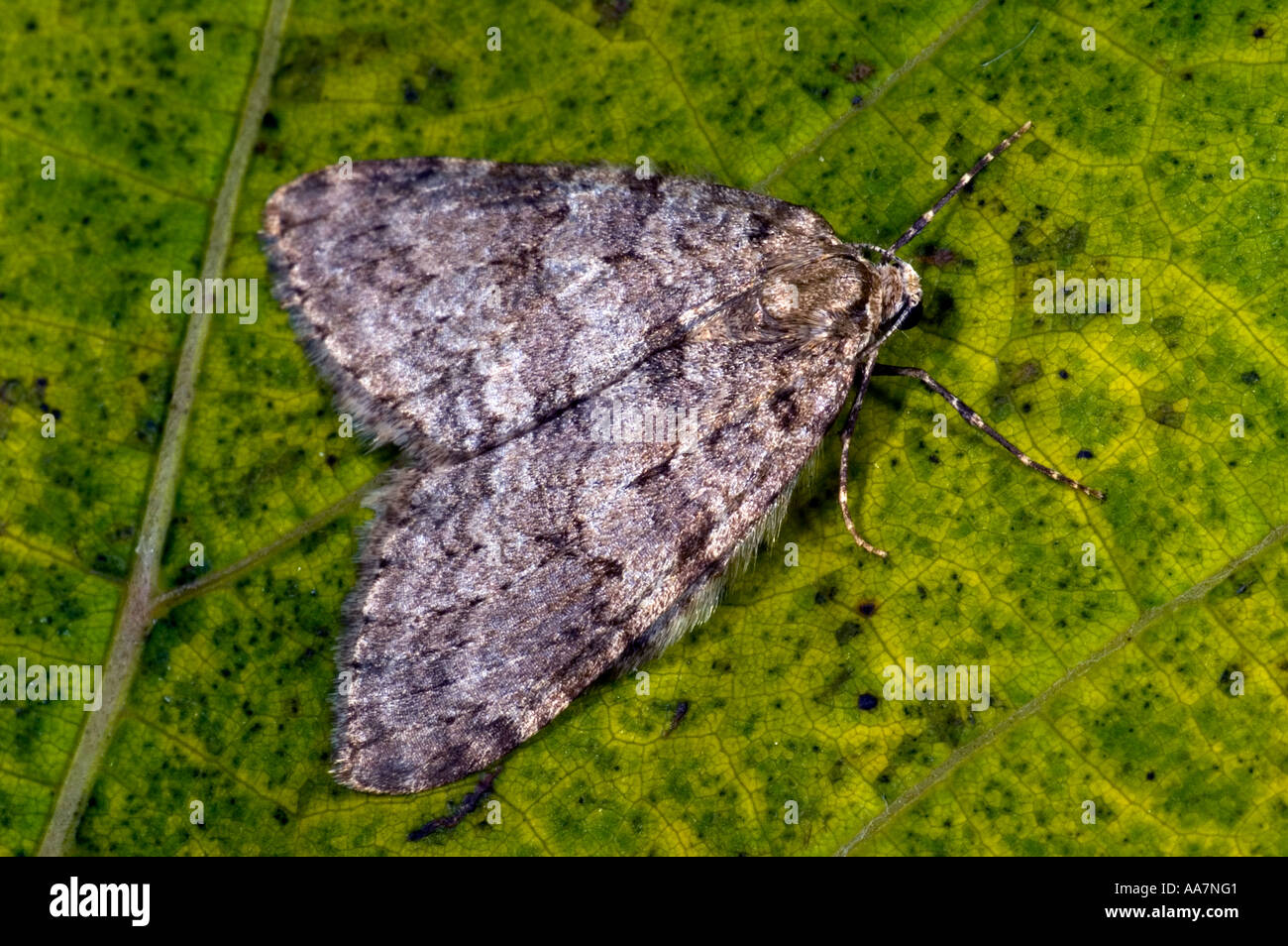 november moth Epirrita dilutata cornwall november 2005 Stock Photo