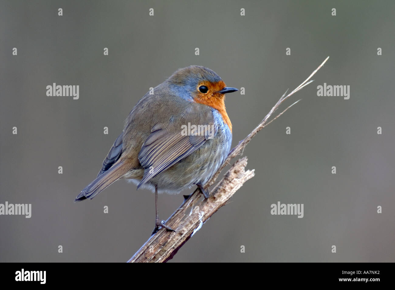 Robin Lee Stock Photos Robin Lee Stock Images Alamy