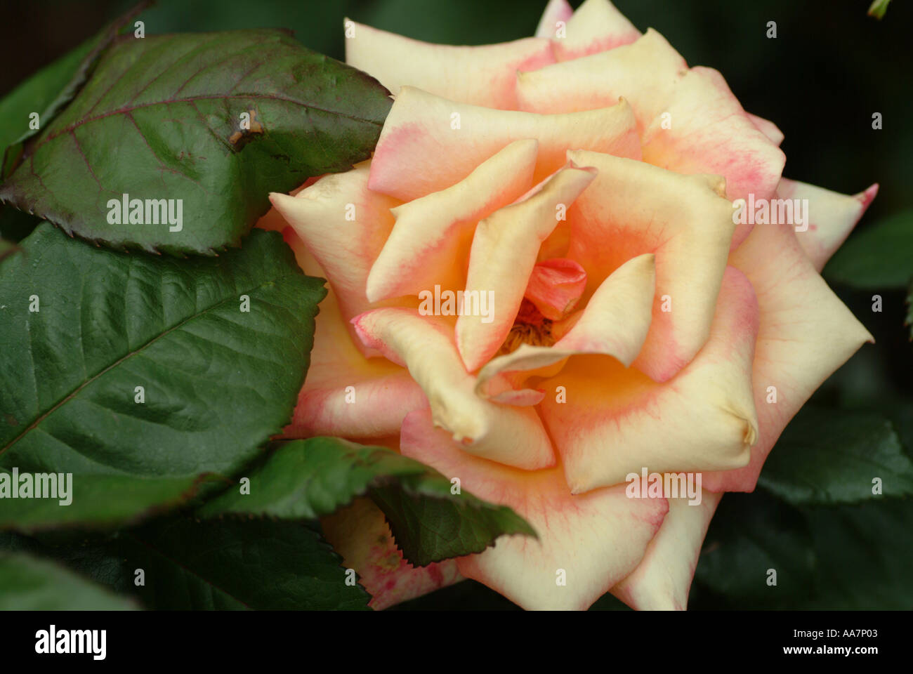Dawn chorus rose blossom wide open Stock Photo