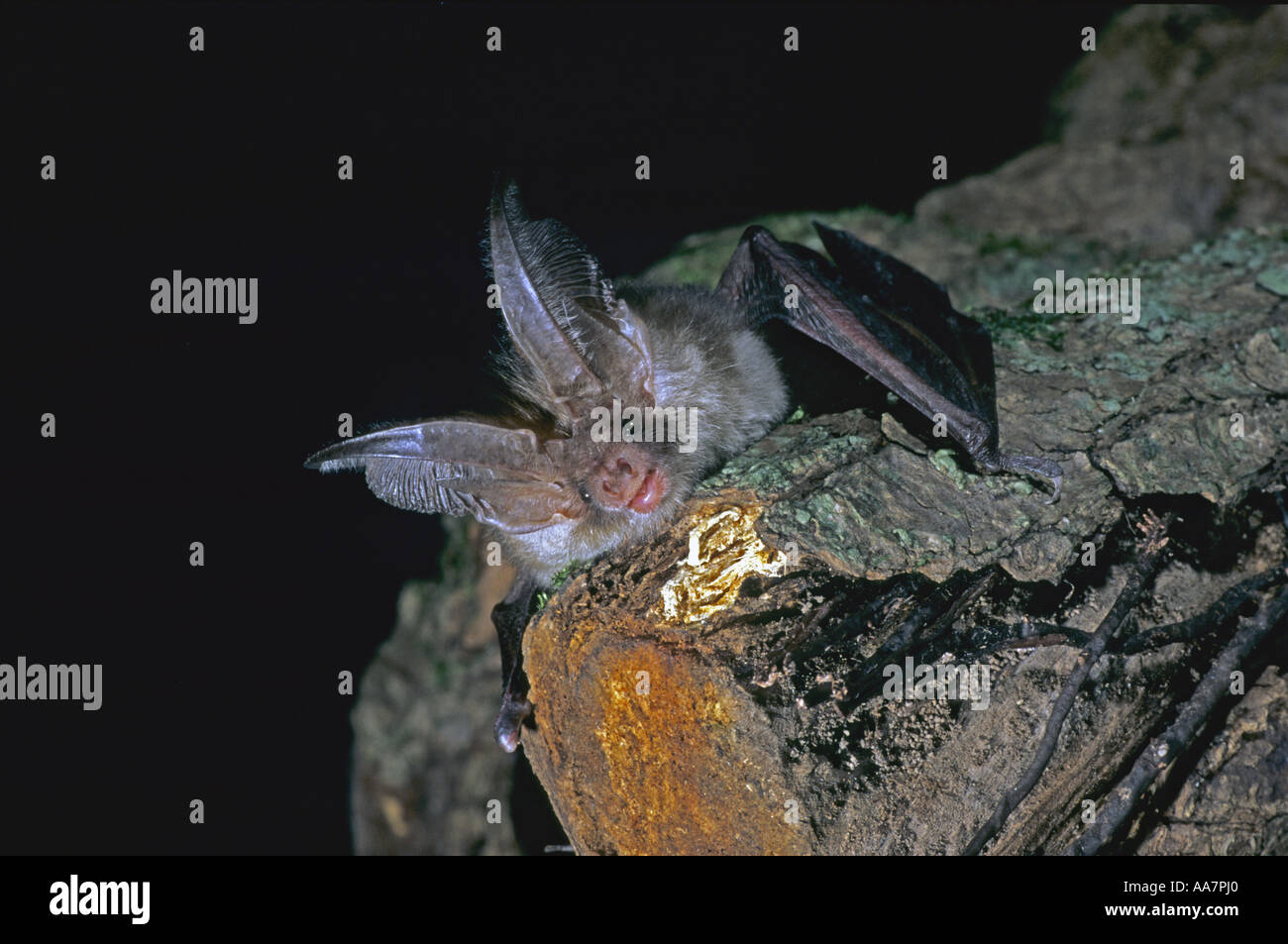 Brown long eared bat uk hi-res stock photography and images - Alamy