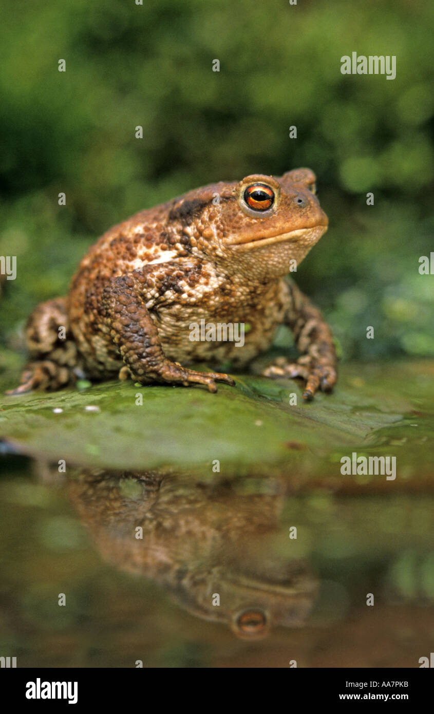 Common Toad Bufo Bufo On Lily Pad Spring Cornwall Stock Photo Alamy
