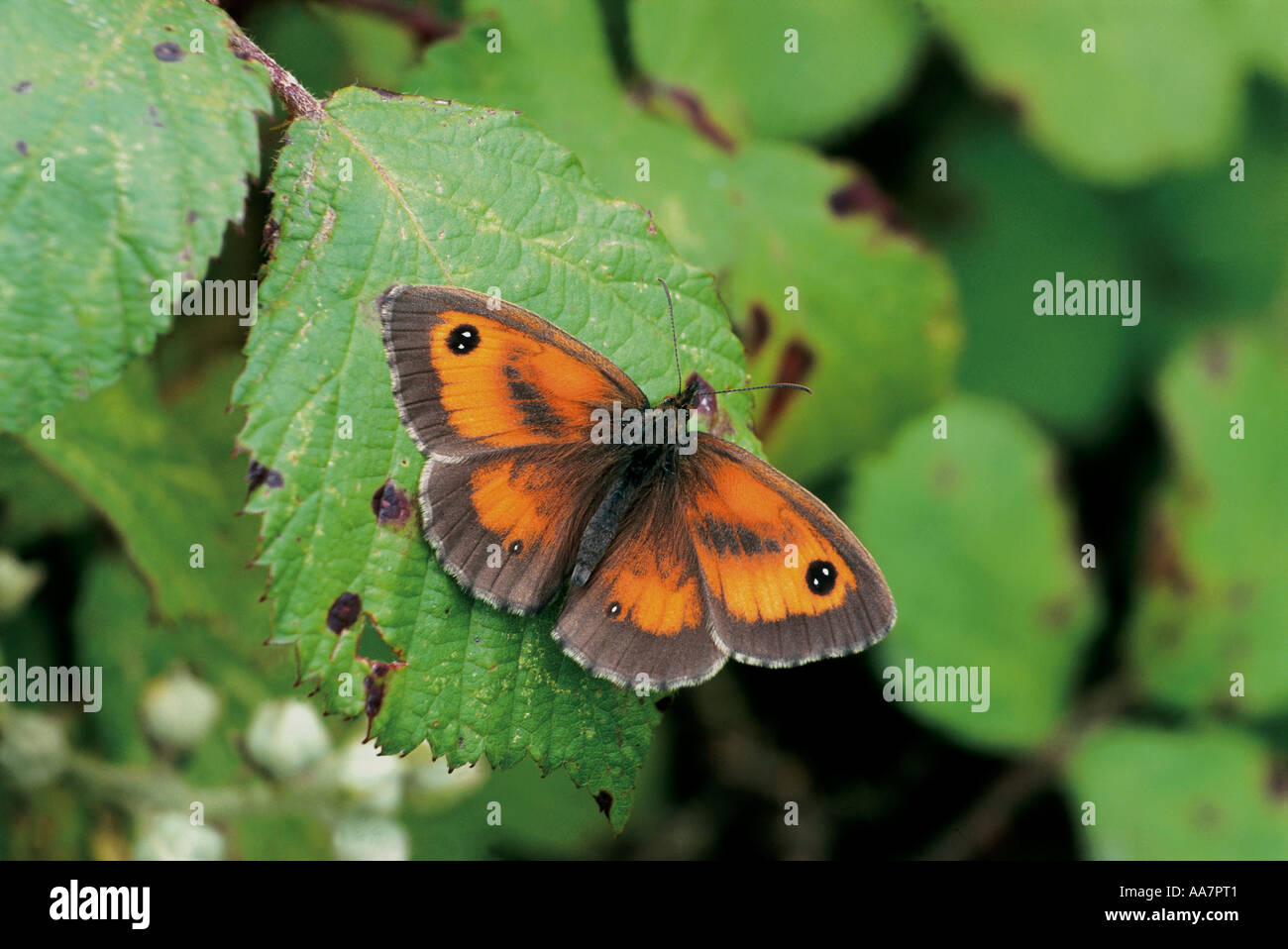 gatekeeper butterfly Pyronia tithonus cornwall summer 2005 Stock Photo