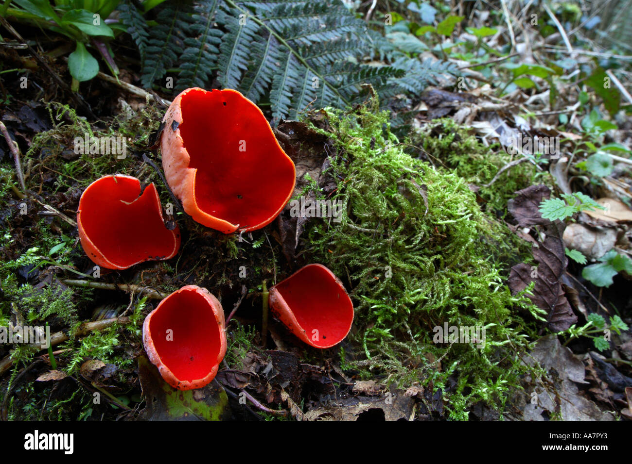 scarlet elf cup Sarcoscypha coccinea on dead wood cornwall winter Stock Photo