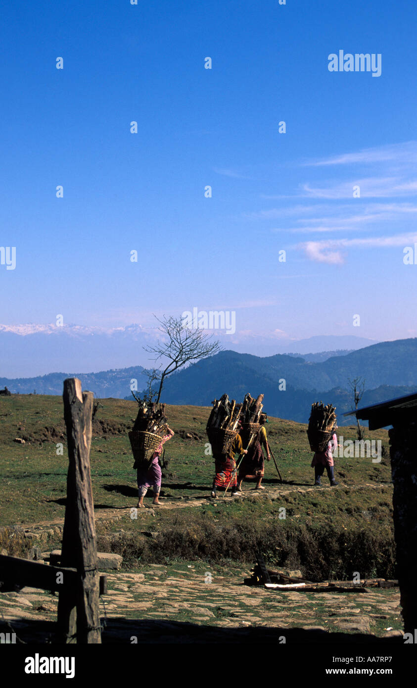 Female Indian farm labourers carrying baskets of chopped wood across landscape, Darjeeling environs, West Bengal, India Stock Photo