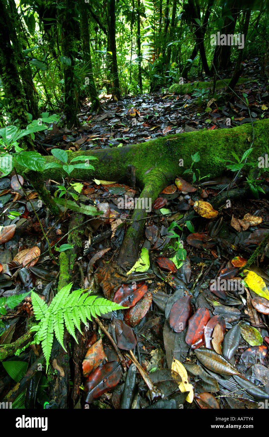 Rain forest at Cerro Pirre in the Darien national park, Darien province, Republic of Panama. Stock Photo