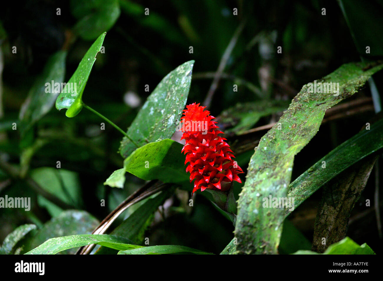 Red flower in the dense rainforest at Cerro Pirre in the Darien