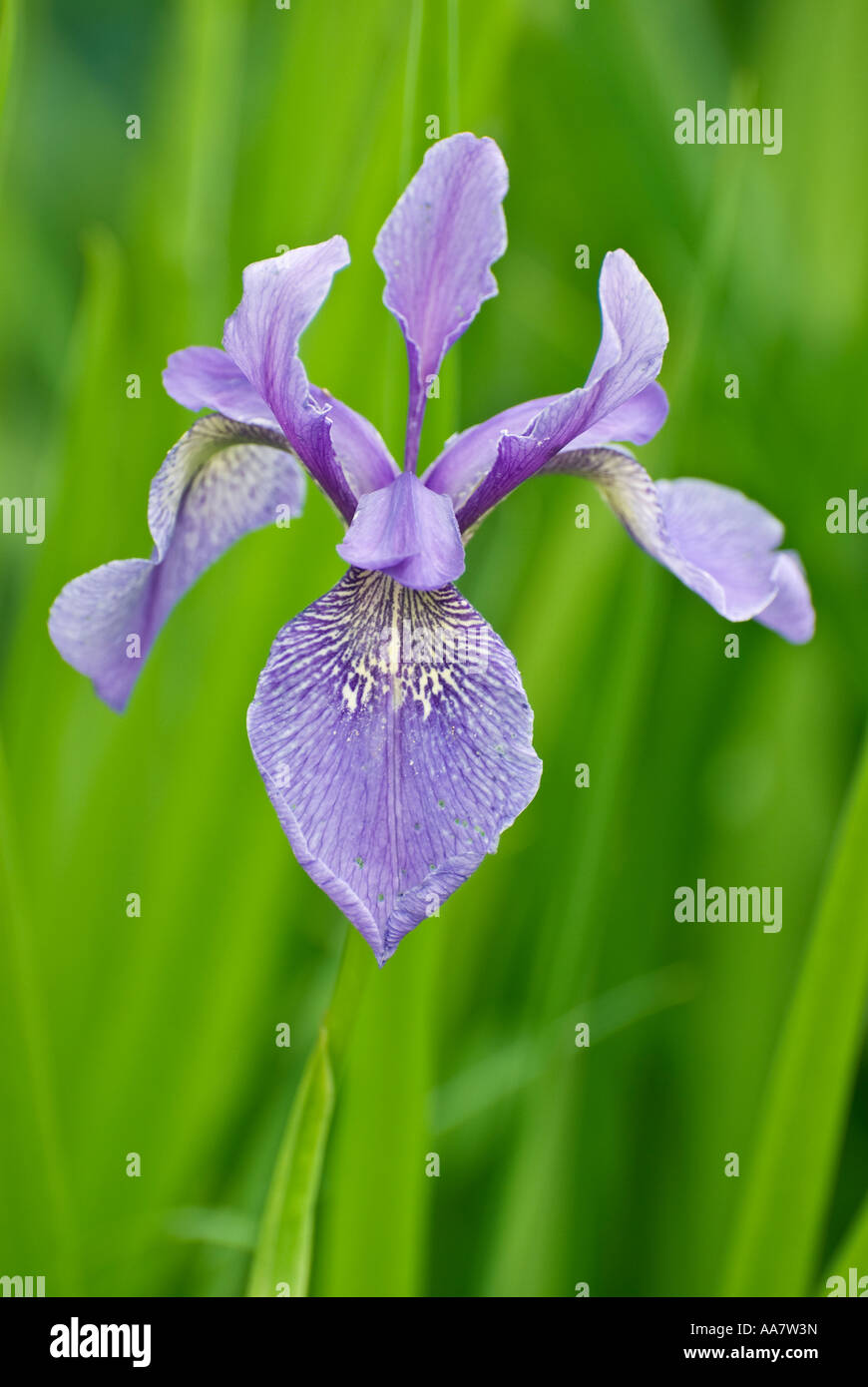 Single Iris flower Stock Photo