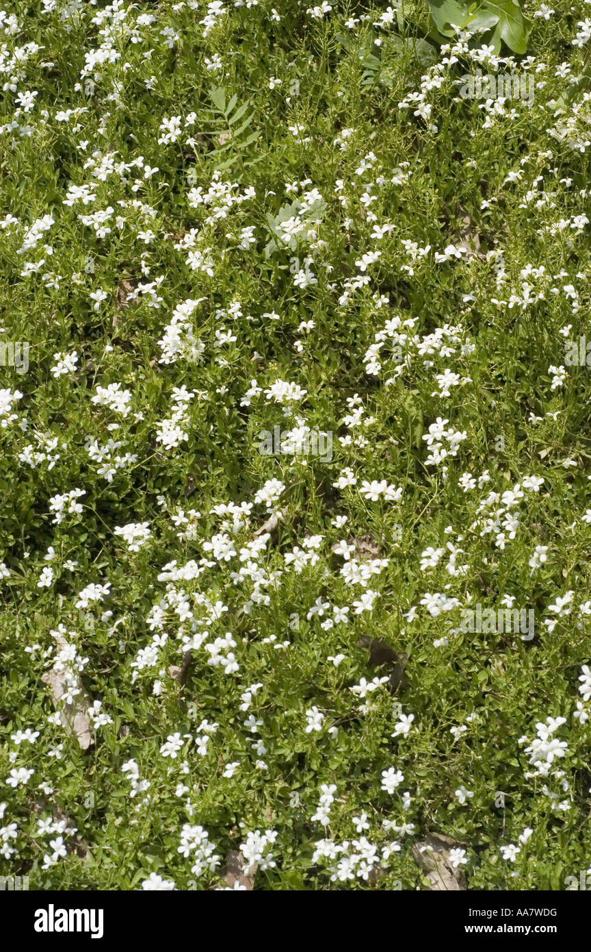 White spring flowers of running rockcress or rock cress, Brassicaceae ...