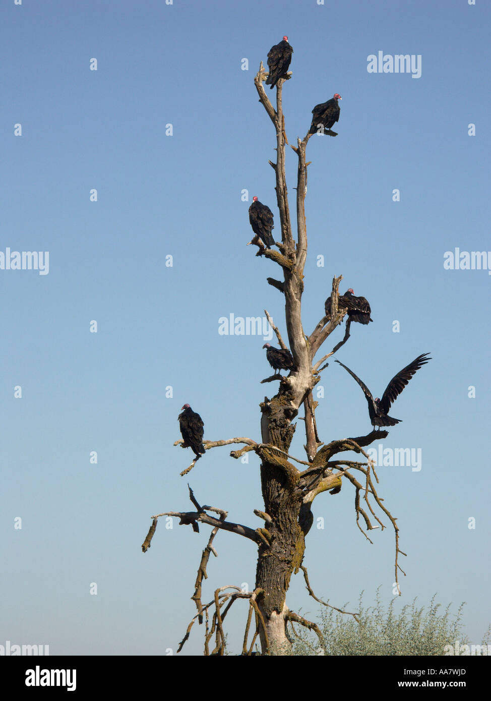 Vultures in a dead tree Stock Photo Alamy