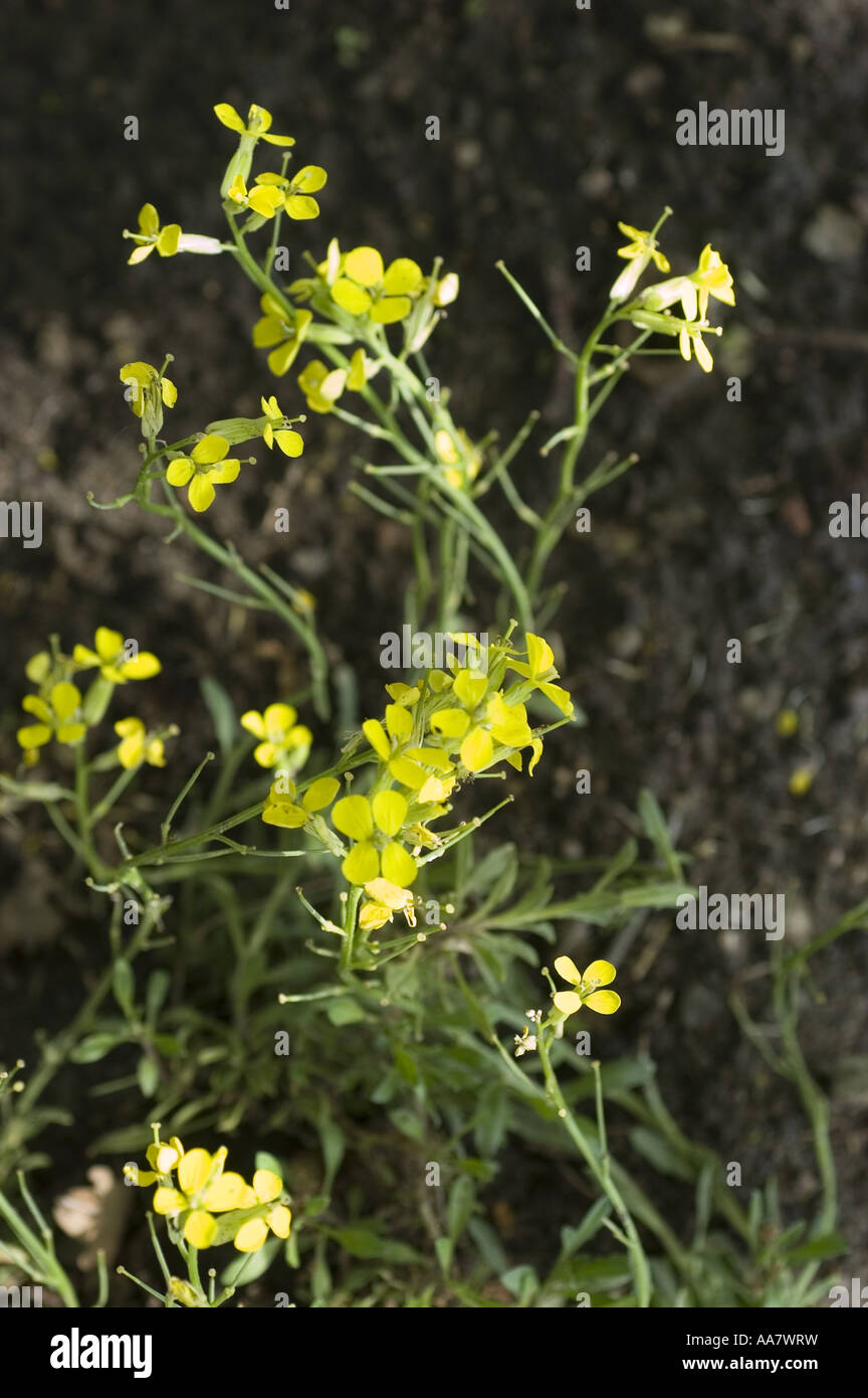 Yellow spring flowers of Decumbent Treacle mustard - Cruciferae - Erysimum decumbens, Europe Stock Photo