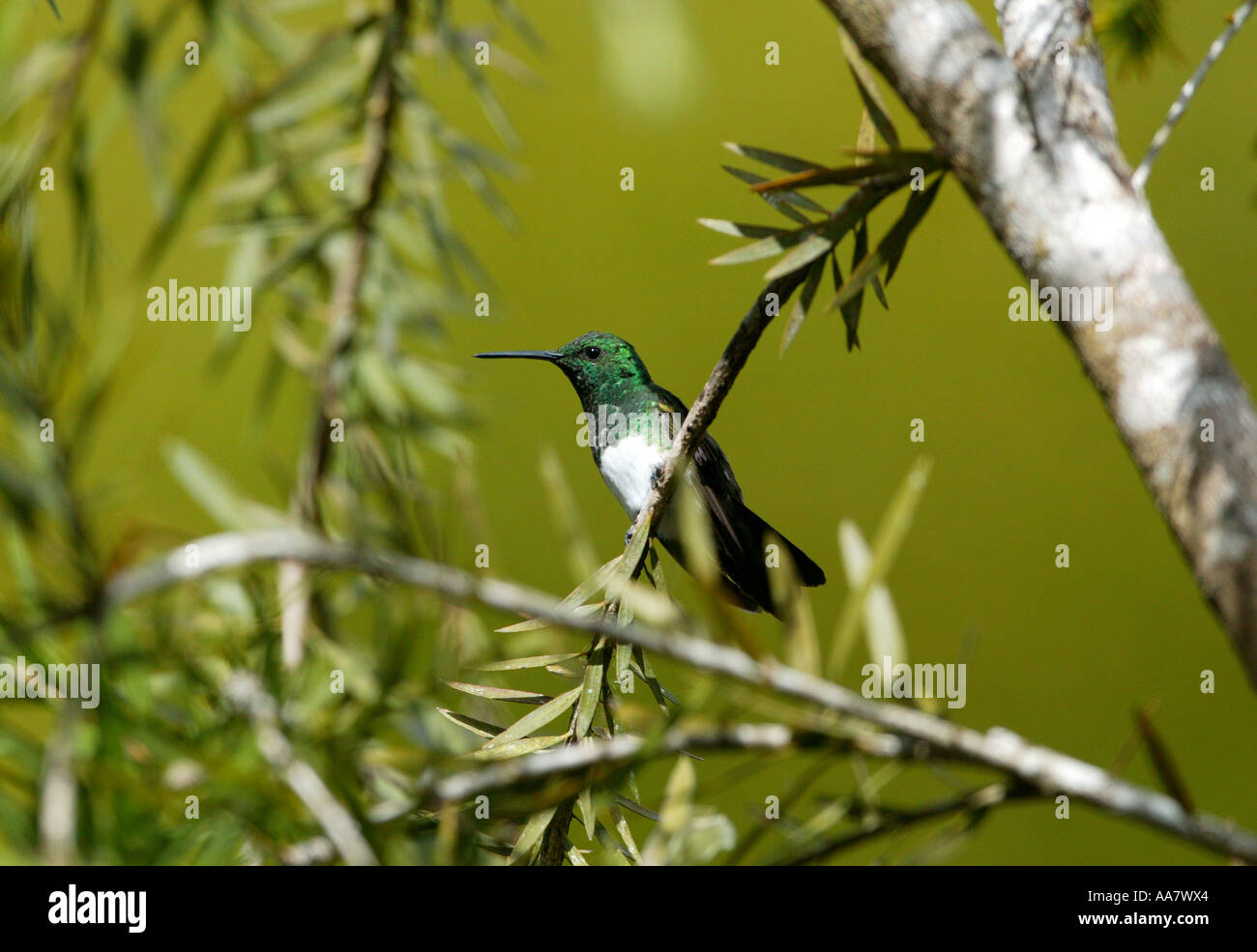 Snowy-bellied Hummingbird, Amazilia edward, on a branch in the forest near Cerro Punta in the Chiriqui province, Republic of Panama. Stock Photo