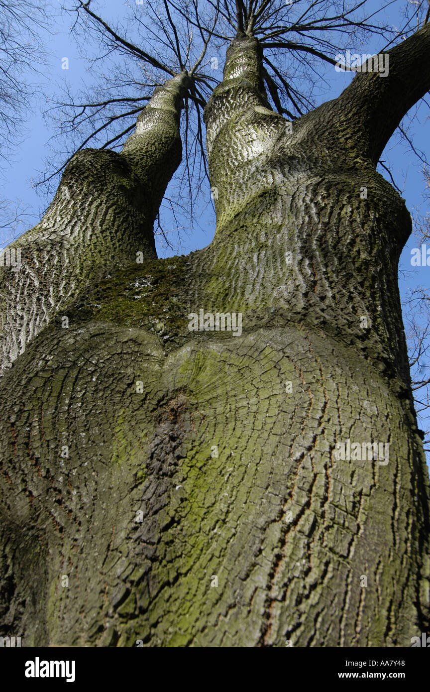 Quercus de roble hi-res stock photography and images - Alamy