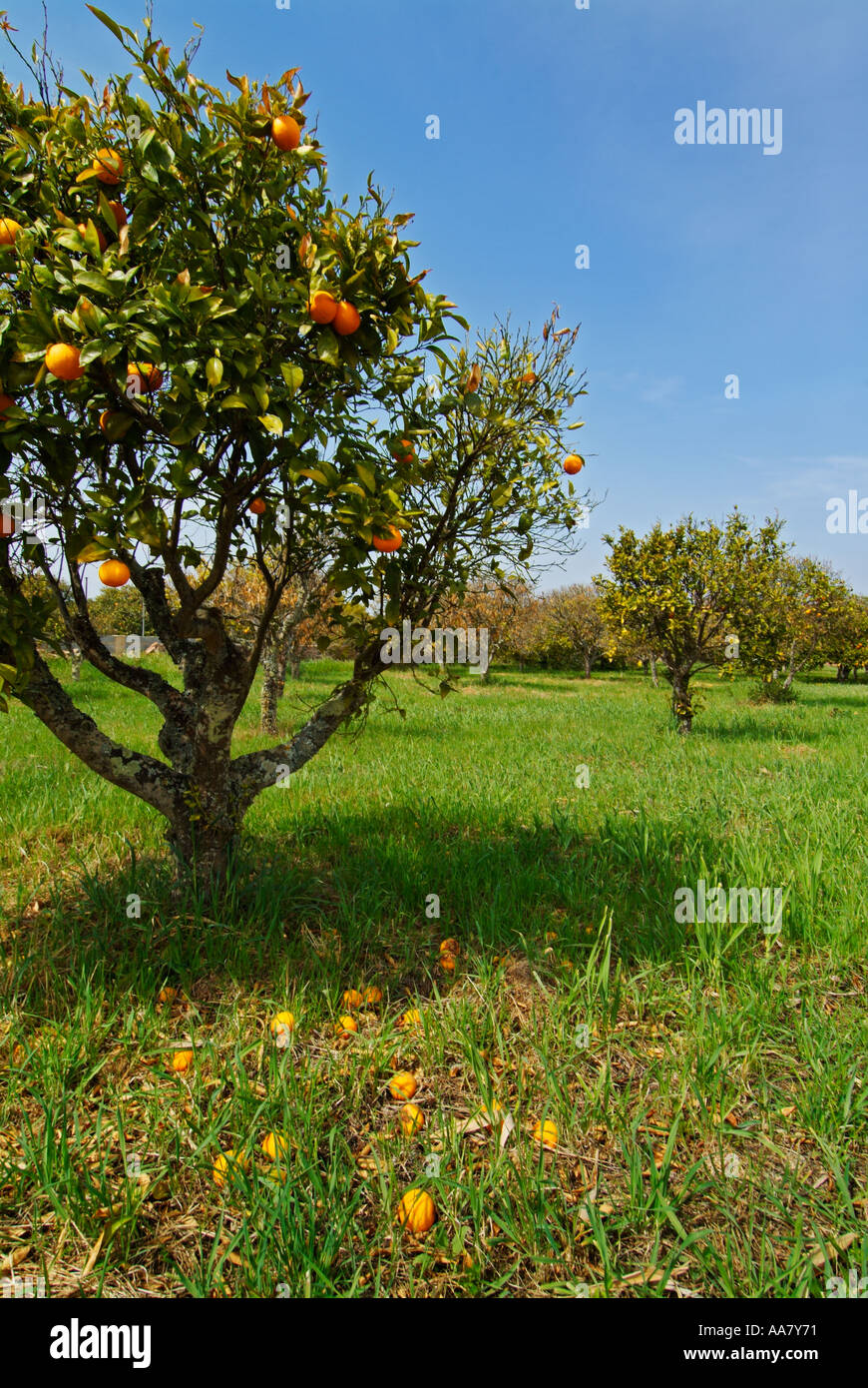 Oranges growing on trees in an orange grove Algarve Portugal EU Europe Stock Photo Alamy