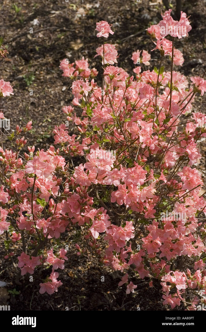 Blooming pink Kyushu Azalea - Ericaceae - Rhododendron kiusianum Makino  flowers in a Japanese garden setting, showcasing delicate spring petals  Stock Photo - Alamy