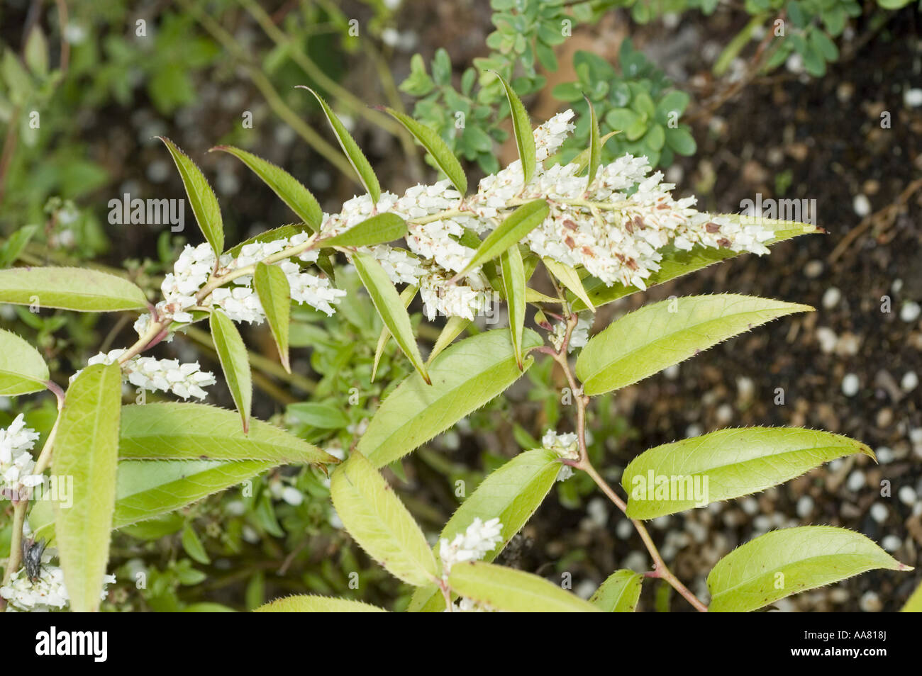White spring flowers poisonous plant Ericaceae Leucothoe axilliaris