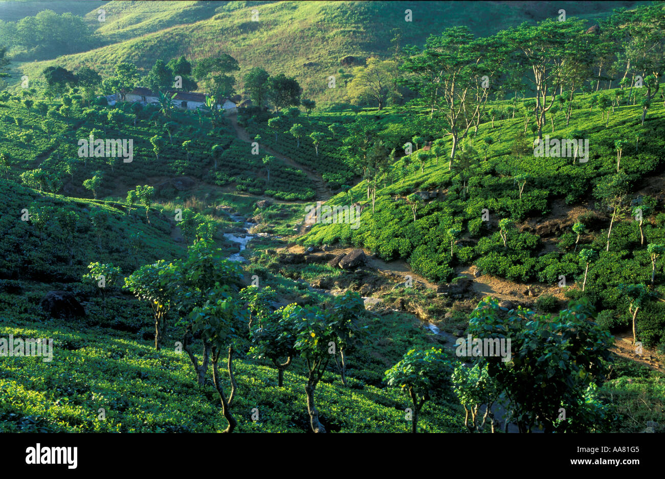 Tea Planatation nr Hunas Falls Matale District Hill Country nr Kandy Sri Lanka Stock Photo