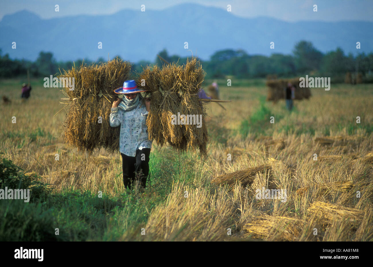 Village rice harvest outside Padang nr Phrae Northern Thailand Stock Photo