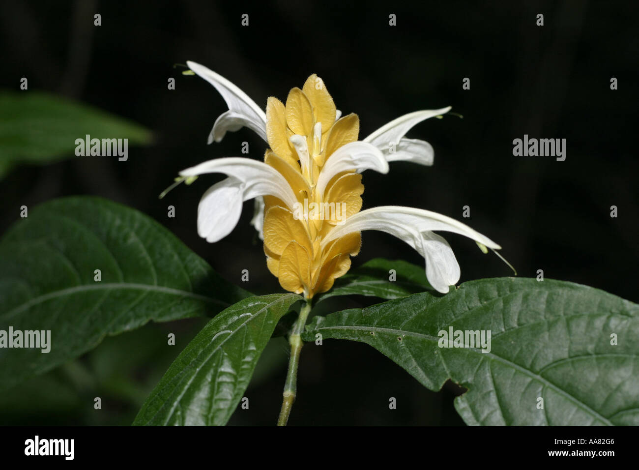 Golden Shrimp Plant - yellow and white flower Stock Photo