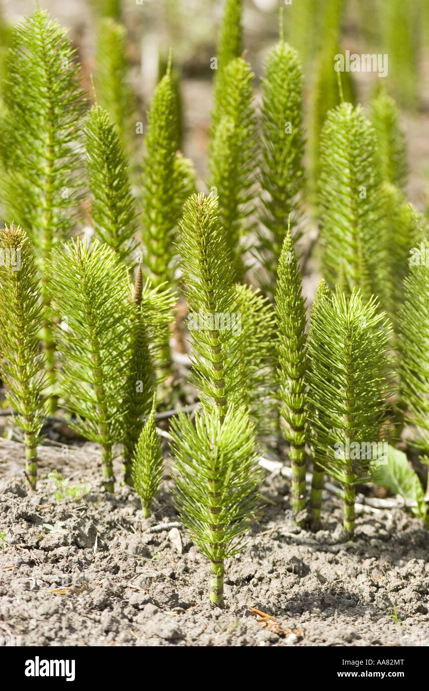 Young green spring plants of Giant Horsetail (Equisetum telmateia) growing  in soil. Close-up of fresh horsetail sprouts in nature Stock Photo - Alamy