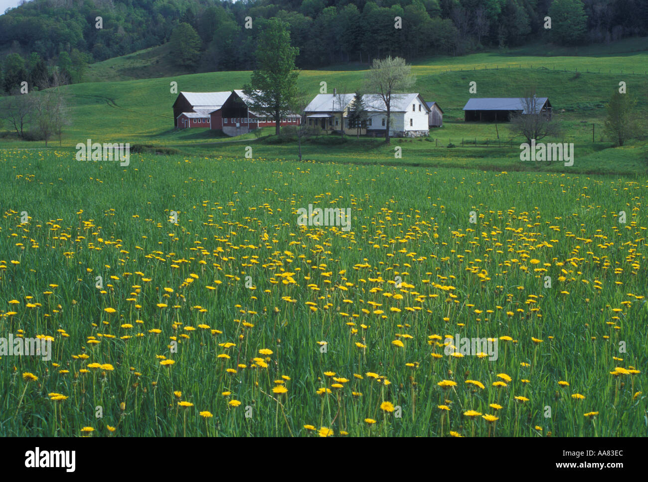 Chelsea field hires stock photography and images Alamy