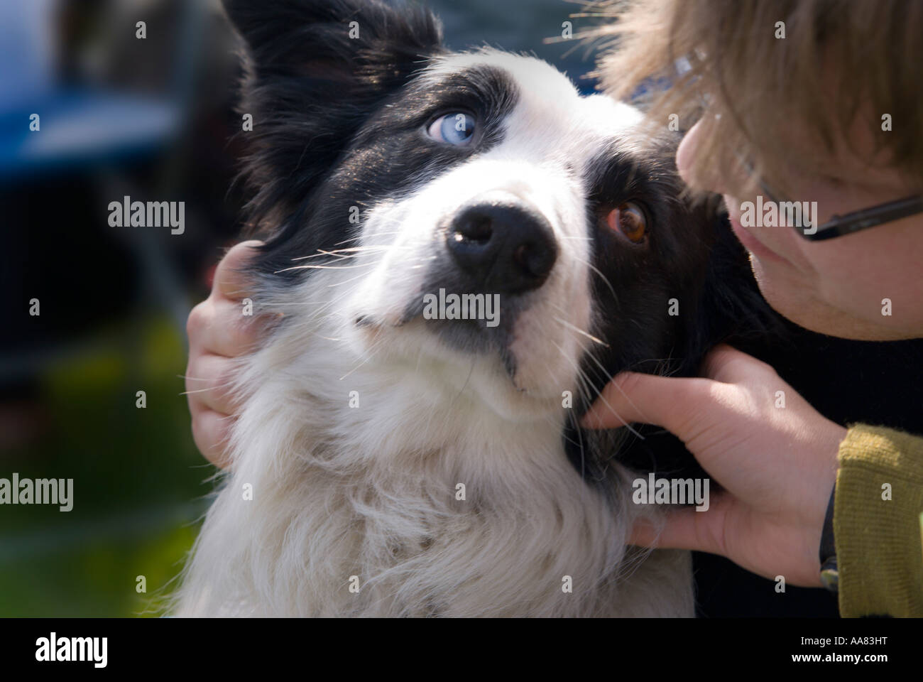Mongrel Sheepdog Cross With One Brown Eye And One Blue Eye Stock Photo Alamy Mongrel Sheepdog Cross With One Brown Eye And One Blue Eye Stock Photo Alamy