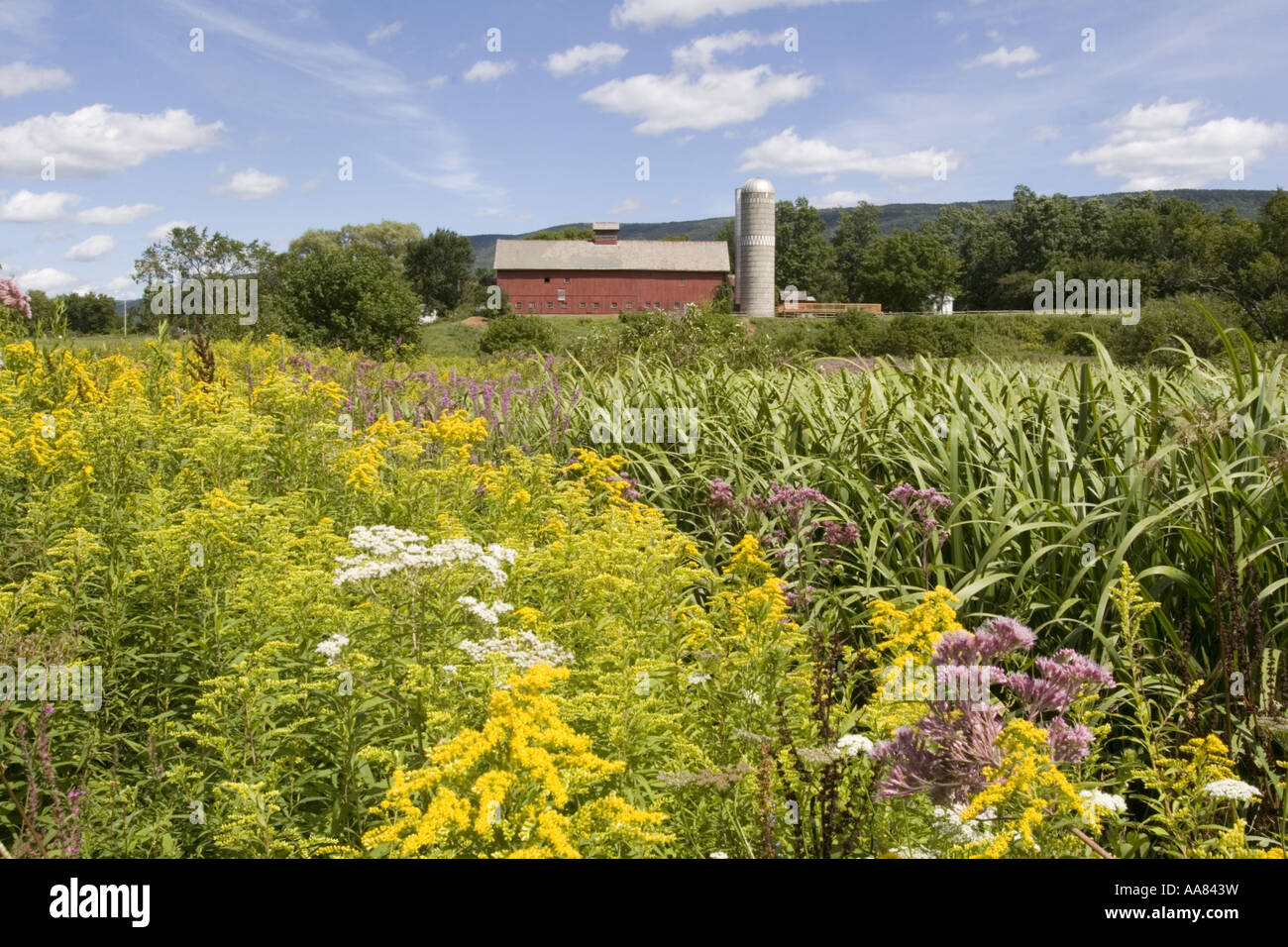 Vermont wildflowers hires stock photography and images Alamy