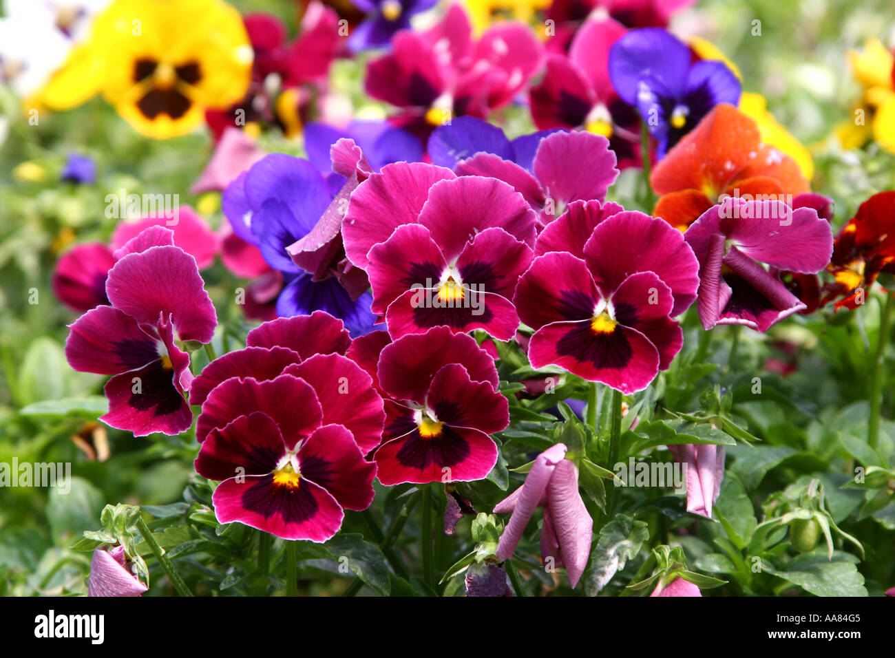 Pansy flowers in a horizontal view Stock Photo Alamy