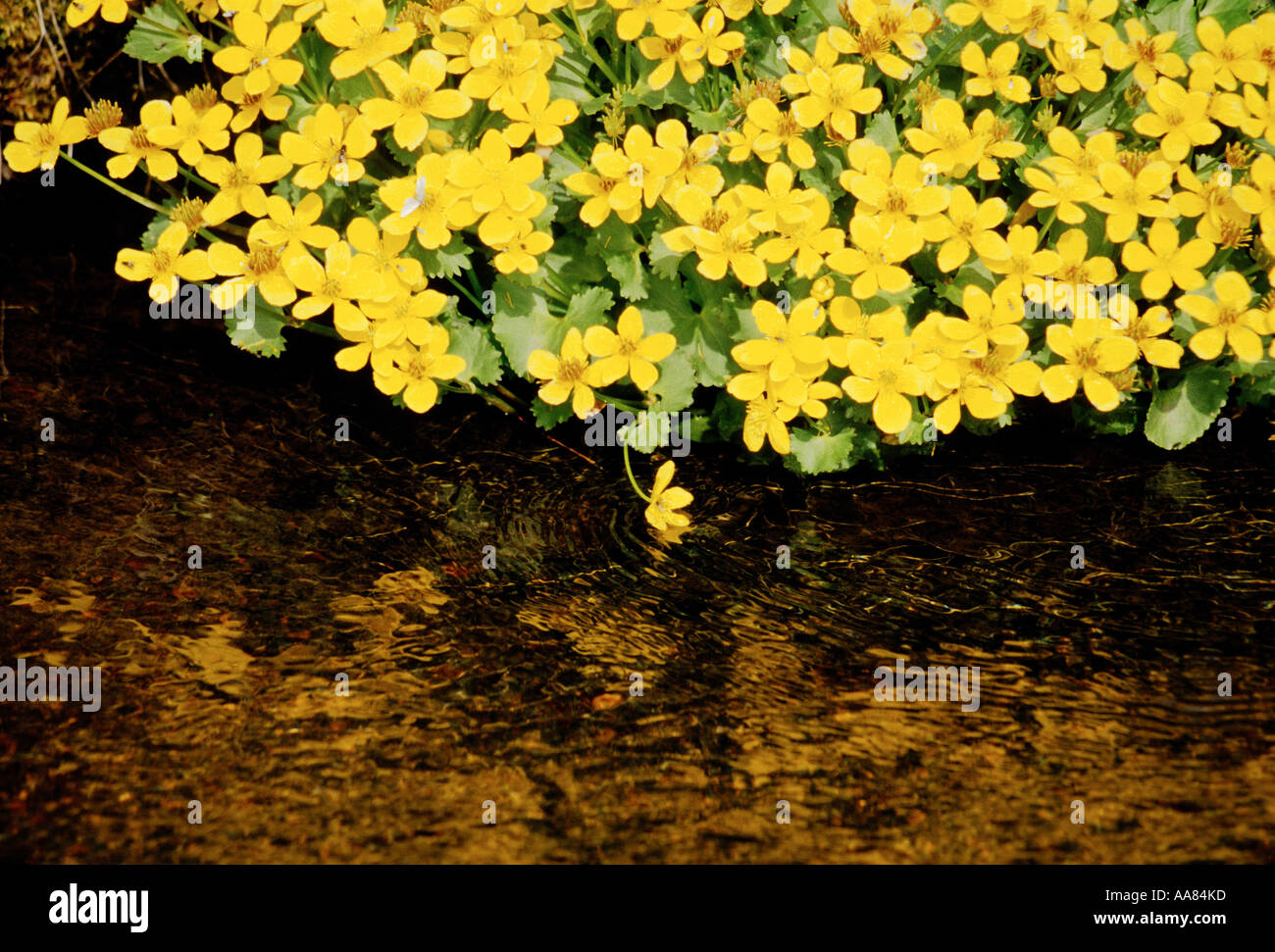 Valley of wildflowers hi-res stock photography and images - Alamy