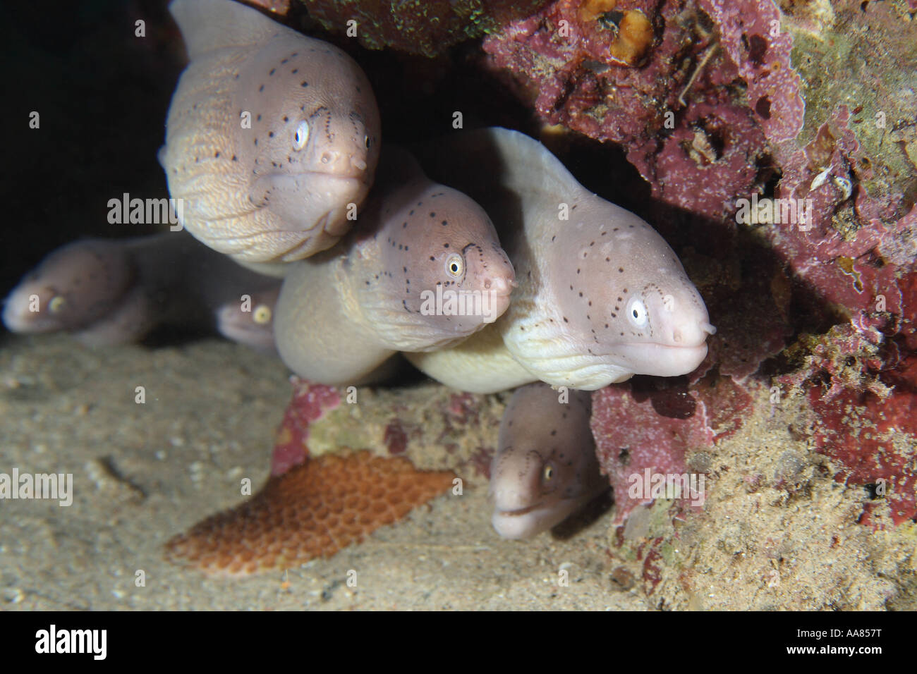 Grey moray eel Gymnothorax griseus Red Sea Dahab Stock Photo