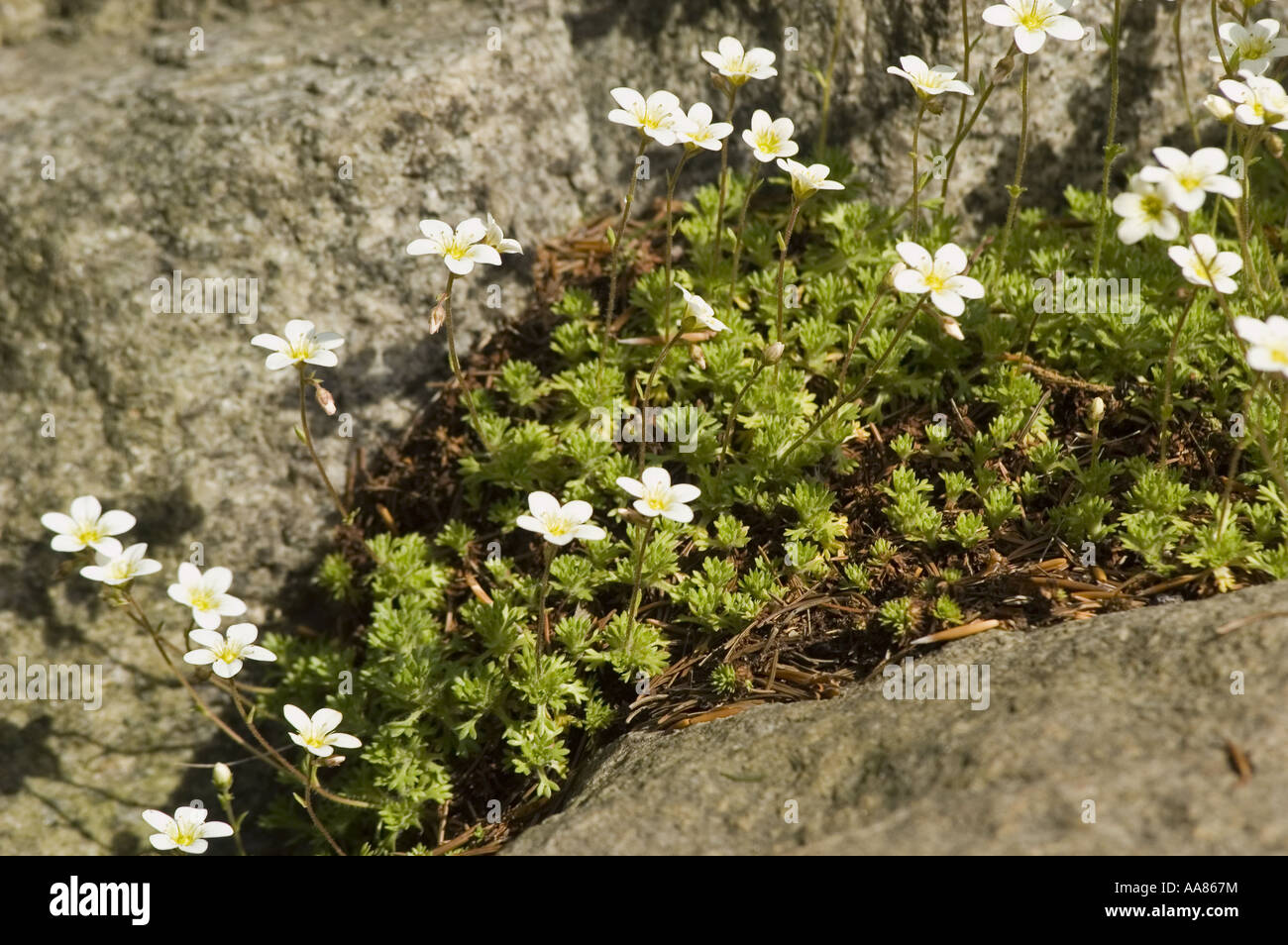 White flowers of Moss Saxifrage - Saxifragaceae, saxifraga hypnoides,.rock mountain garden, Europe Stock Photo