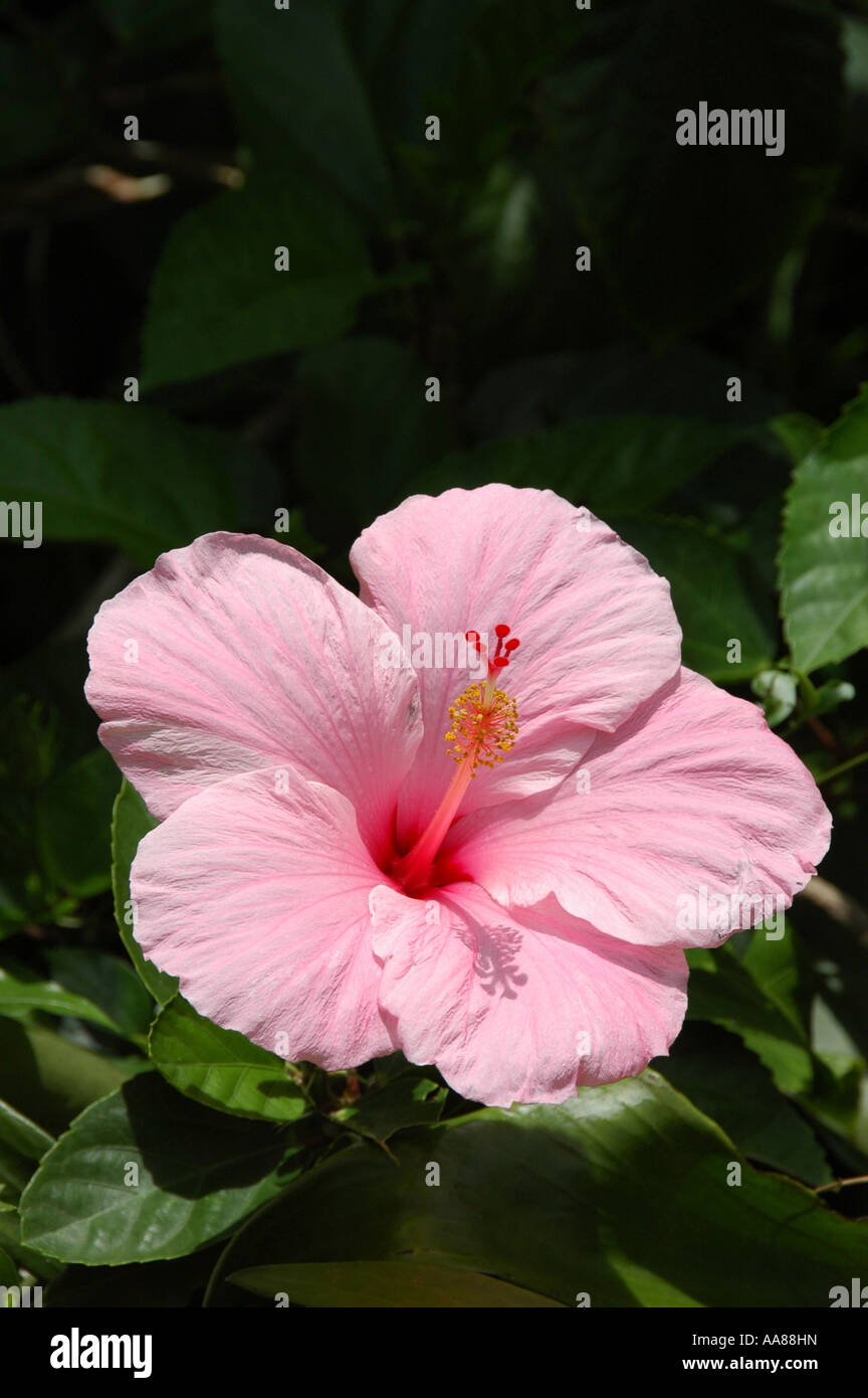 Hibiscus rosa sinensis Stock Photo