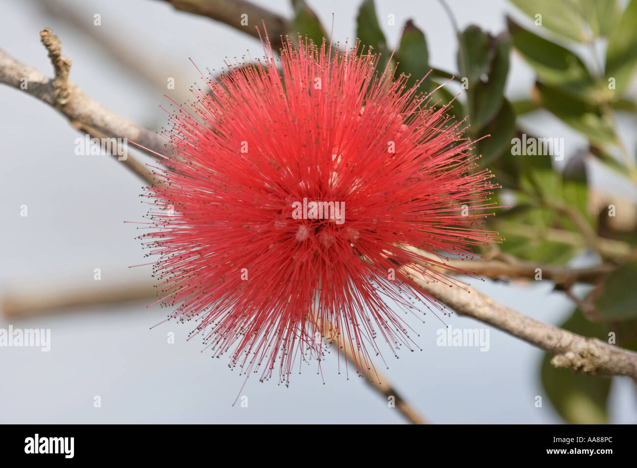 Beautiful red flower of the Melaleuca tree in scenic Florida USA Stock Photo