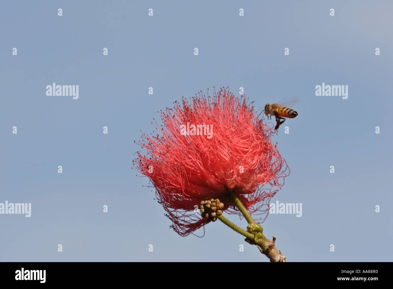 Bee visiting beautiful red flower Melaleuca tree in scenic Florida USA Stock Photo