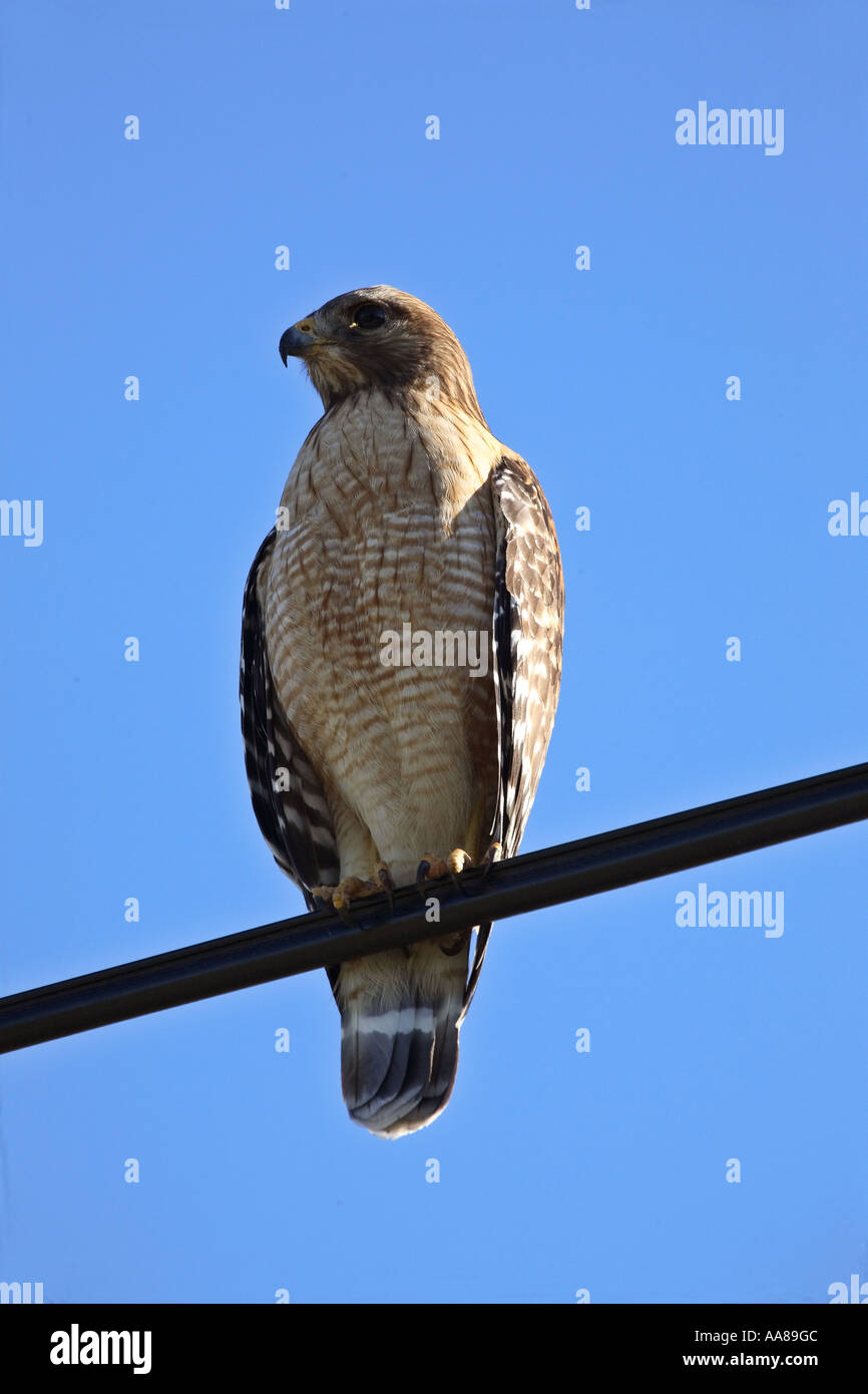 Broad-winged Hawk perched in scenic Florida USA Stock Photo