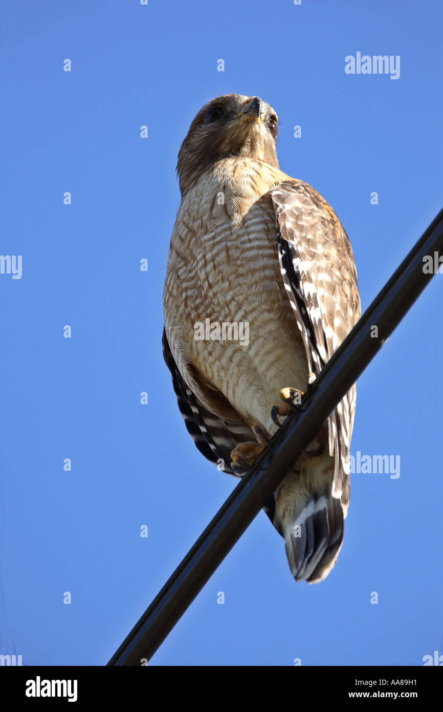 Broad-winged Hawk oerched in scenic Florida USA Stock Photo