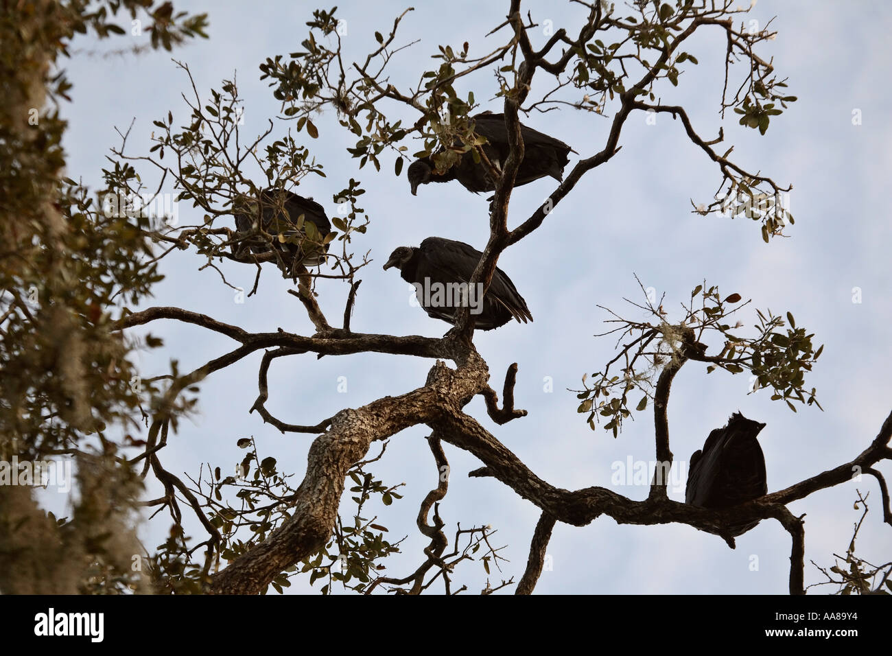 Roosting turkey vultures hires stock photography and images Alamy