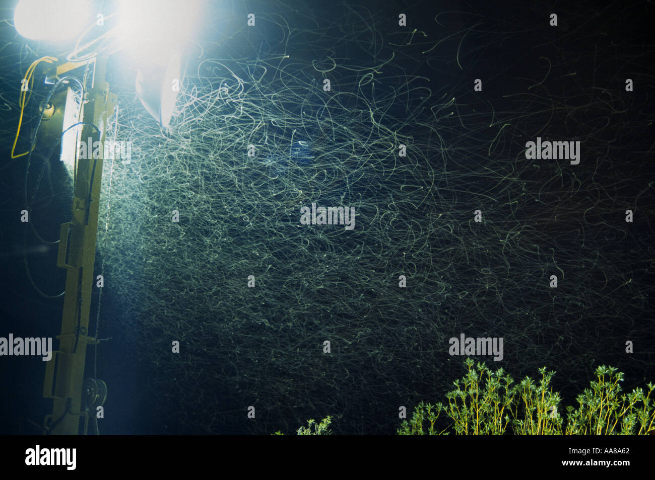 Swarming insects in lights Stock Photo Alamy Swarming insects in lights Stock Photo Alamy