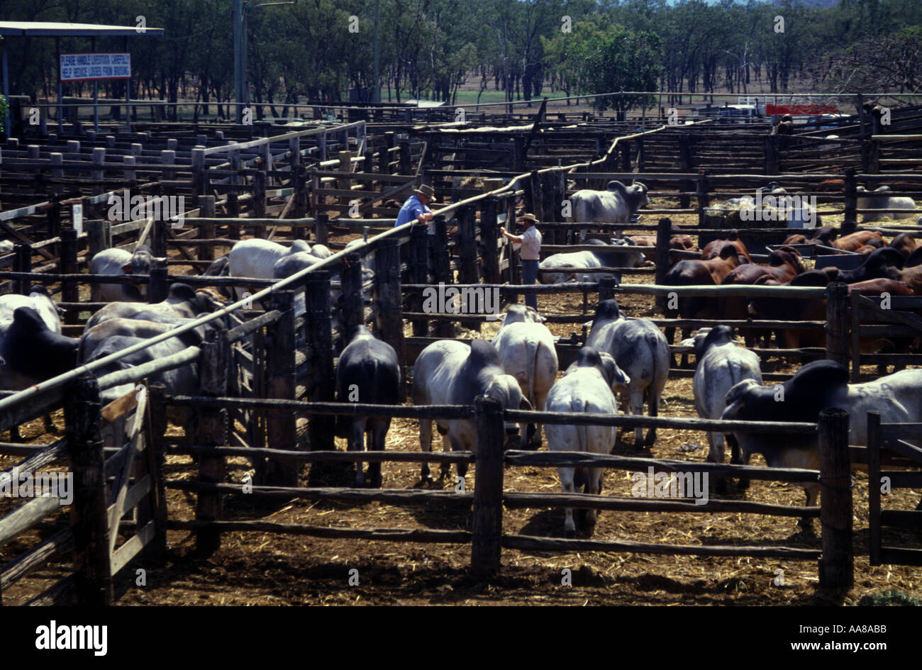 Bull Meat Sale High Resolution Stock Photography and Images Alamy