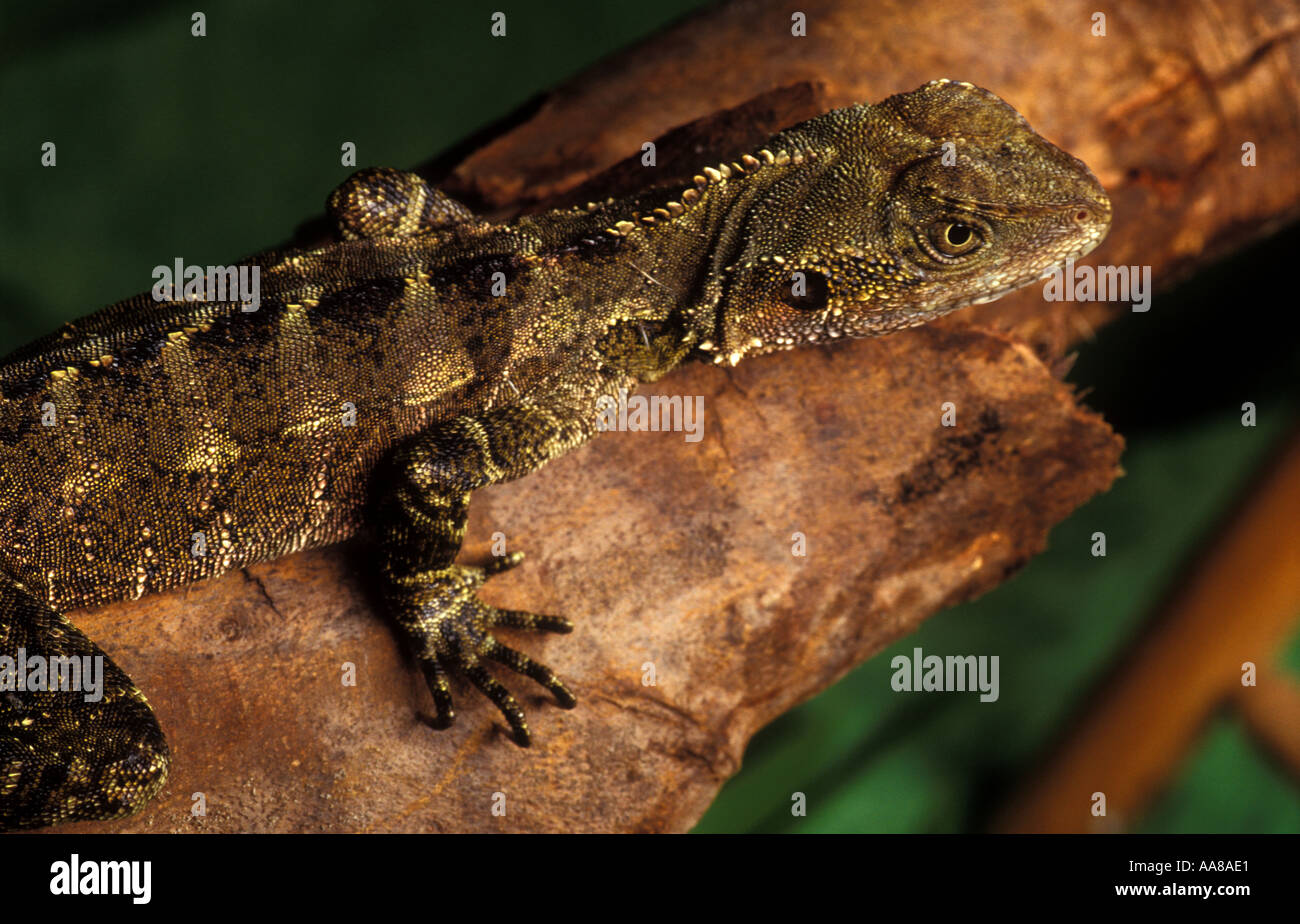 Juvenile Australian Water Dragon Physignathus lesueurrii Stock Photo