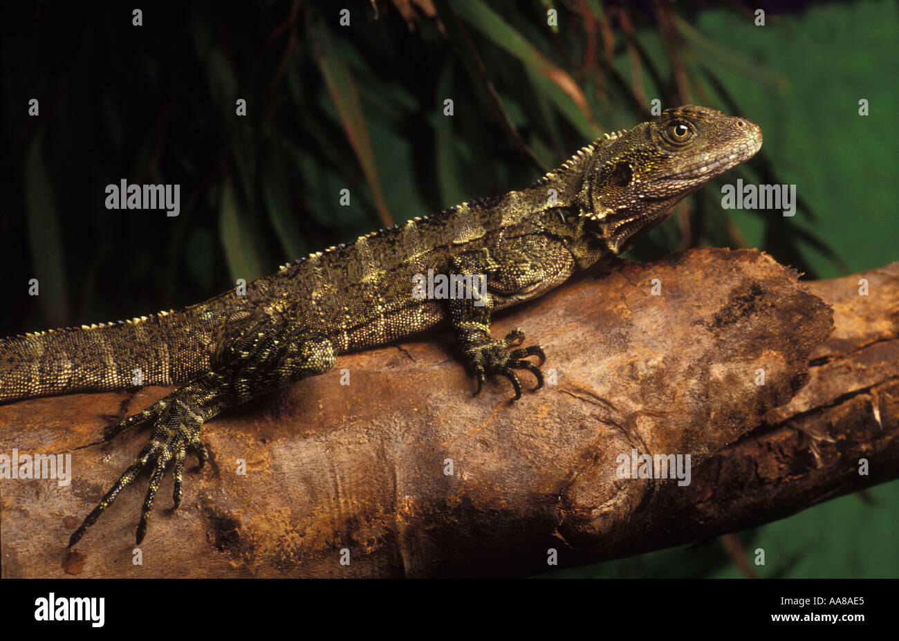 Juvenile Australian Water Dragon Physignathus lesueurrii Stock Photo