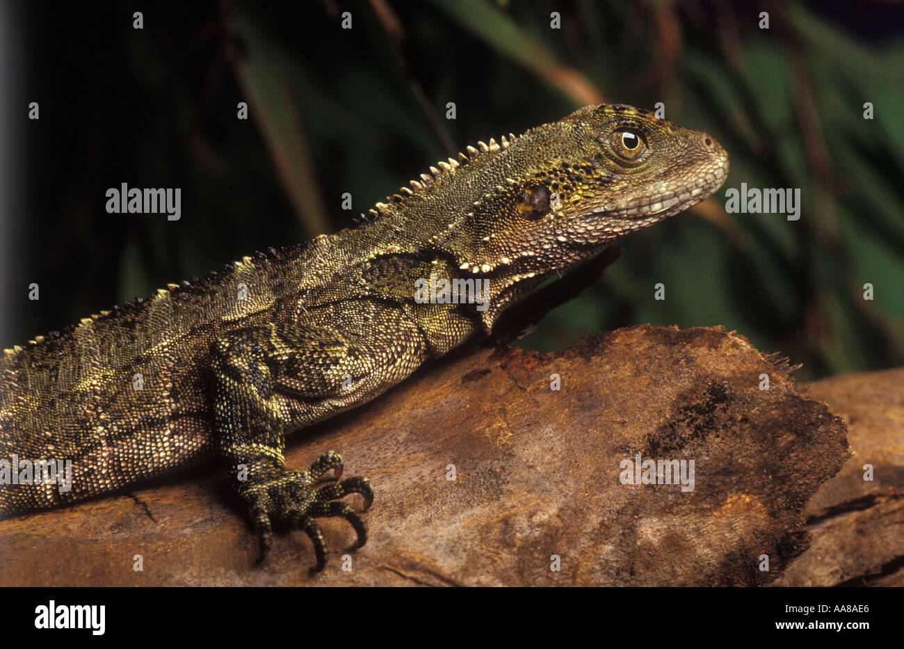 Juvenile Australian Water Dragon Physignathus lesueurrii Stock Photo