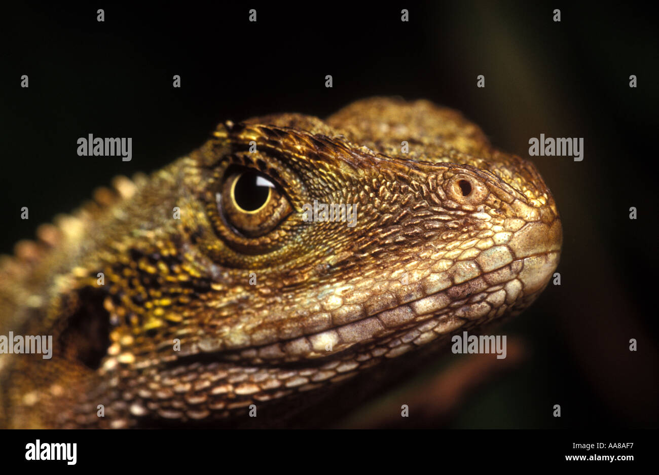 Juvenile Australian Water Dragon Physignathus lesueurrii Stock Photo